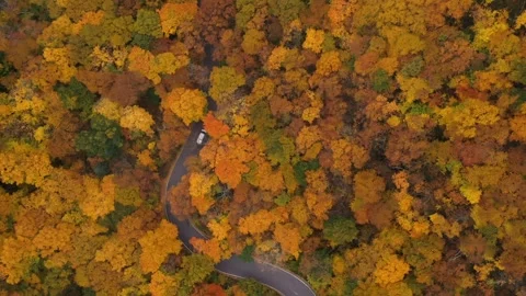 Autumn 4K Fall Stock Footage 247578192