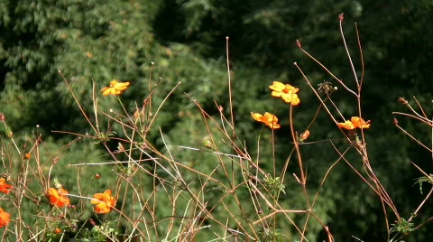 Autumn 5 Stock Footage 278935