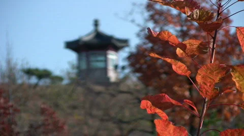Autumn 6 Stock Footage 279056
