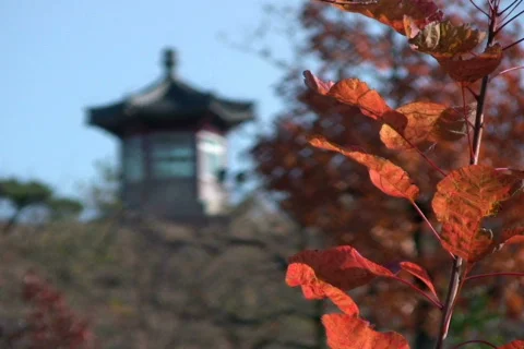 Autumn 6 Stock Footage 302262
