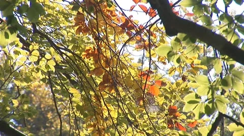 Autumn 6 Stock Footage 8795846