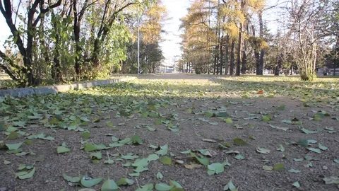 Autumn 7 Stock Footage 89686823