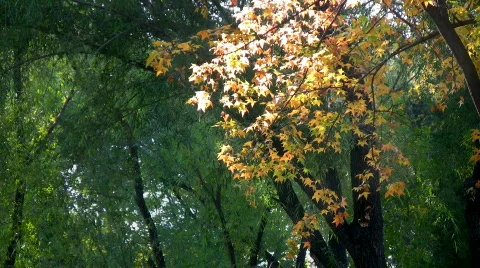 Autumn 8 Stock Footage 282908