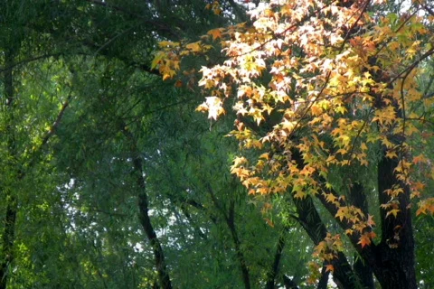 Autumn 8 Stock Footage 302135