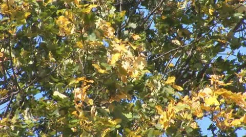 Autumn 8 Stock Footage 8849818