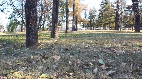 Autumn 8 Stock Footage 89686824