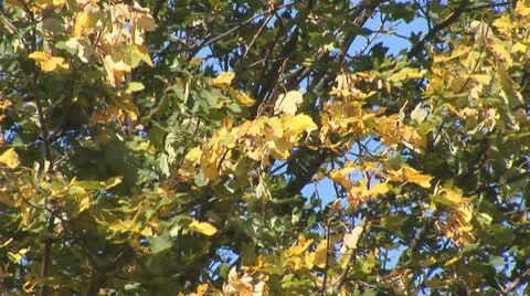 Autumn 9 Stock Footage 8849806