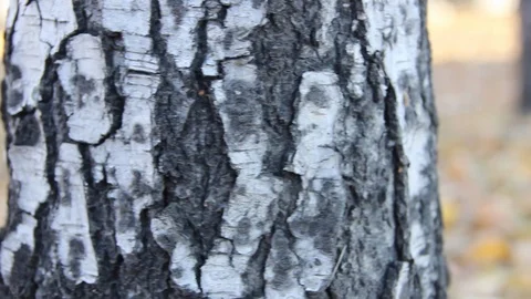 Autumn 9 Stock Footage 89686830