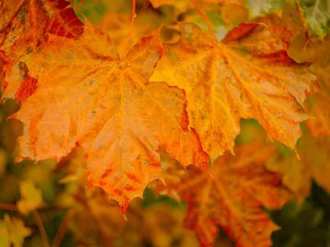 Autumn abstract background of bright yellow and red leaves Stock Photos