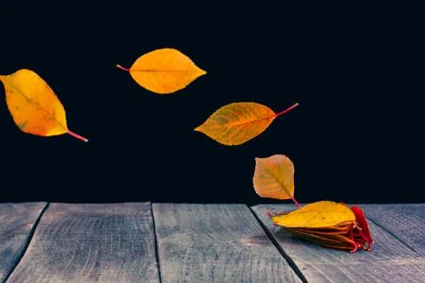 Autumn abstraction Stock Photos