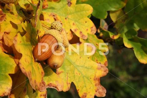 Autumn acorns Stock Photos