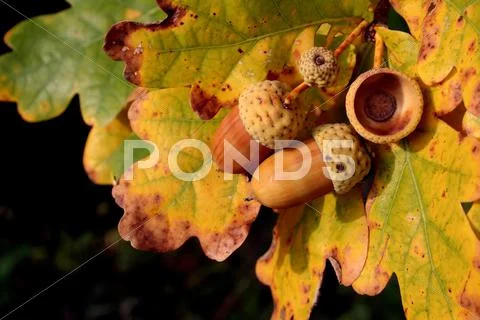 Autumn acorns Stock Photos