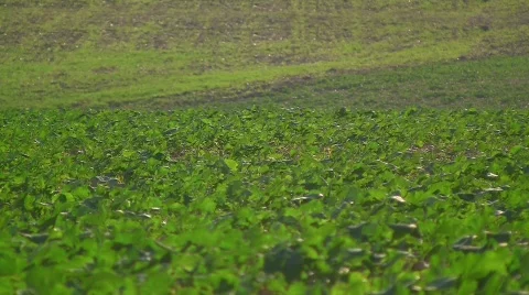 Autumn acre Stock Footage 520404