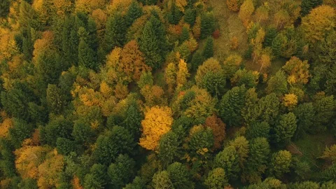 Autumn aerial view Stock Footage 96596589