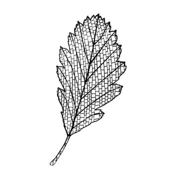 Autumn alder leaf. Stock Illustration
