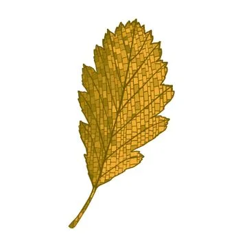 Autumn alder leaf. Illustrazione stock