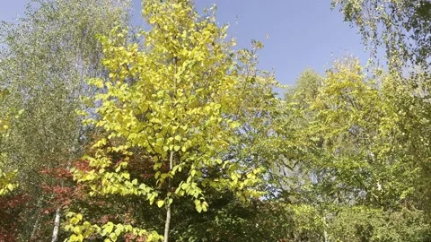 Autumn in all its glory. 4K background video clip. 4k stock footage. Видео 218615061