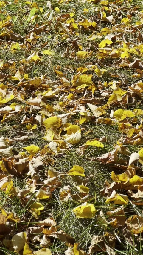 Autumn in all its glory. 库存影片 218377304
