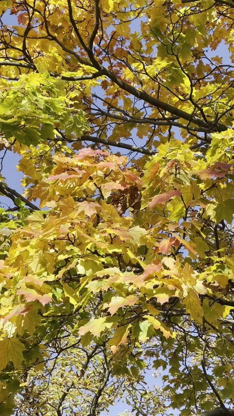 Autumn in all its glory. Stock Footage 218377630