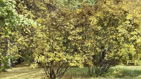 Autumn in all its glory. Stock Footage 218879501