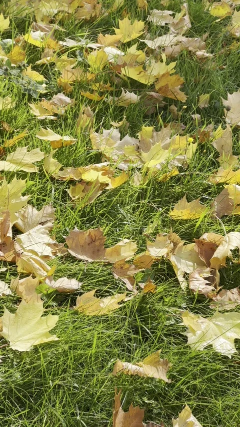 Autumn in all its glory. Stock Footage 218879599