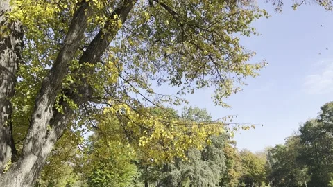 Autumn in all its glory. Leaf fall. Stock Footage 218616233