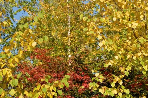 Autumn in all its glory. Stock Photos