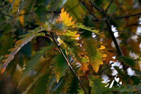 Autumn in all its glory. Stock Photos