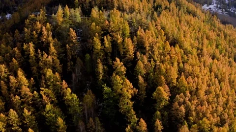 Autumn Altai forest Stock Footage 236286475
