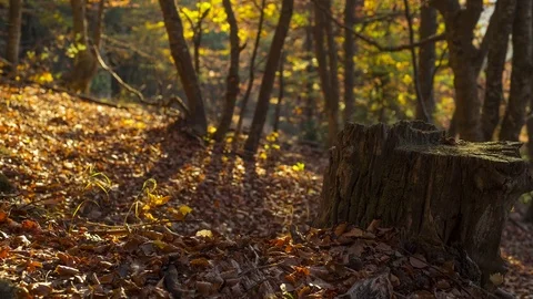 Autumn ambiance in forest 스톡 동영상 81181602