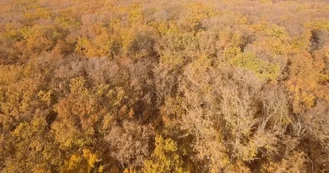 Autumn and Forest Video stock 97888799