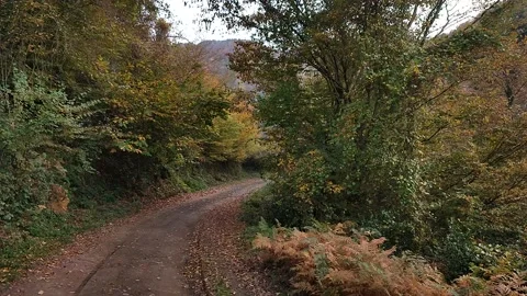 Autumn and forest Stock Footage 186135734