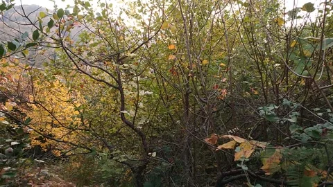 Autumn and forest Stock Footage 186138624