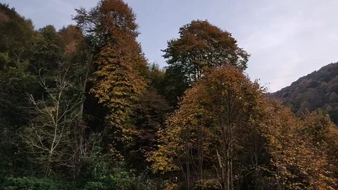 Autumn and forest Stock Footage 186138667