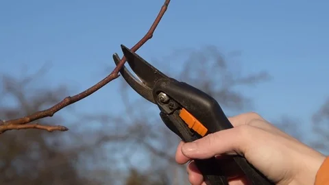 The autumn and spring pruning of fruit trees with pruning shears Vídeo Stock 127040956
