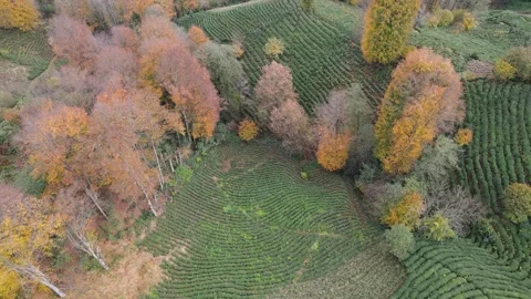 Autumn and Tea Fields Footage Vidéo 334732606