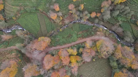 Autumn and Tea Fields Footage Vídeo Stock 334738259
