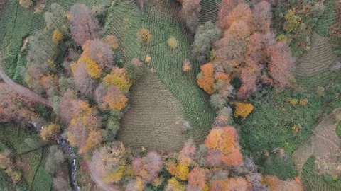 Autumn and Tea Fields Footage 動画素材 334877090