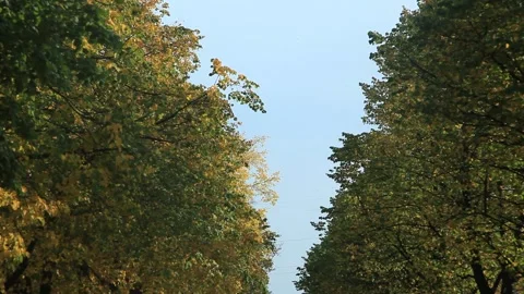 Autumn and trees Stock Footage 140424360