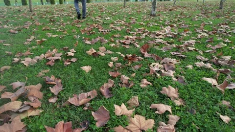 Autumn and walking man Stock Footage 227173501