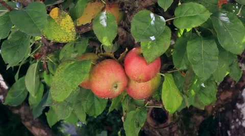 Autumn apple Video stock 12031197