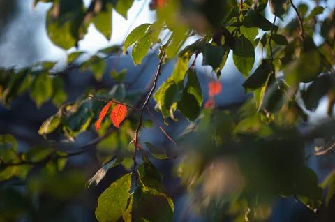 Autumn apple tree in the rays of the setting sun. autumn apple tree at sunset Stock Photos