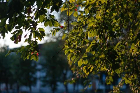 Autumn apple tree in the rays of the setting sun. autumn apple tree at sunset Stock Photos