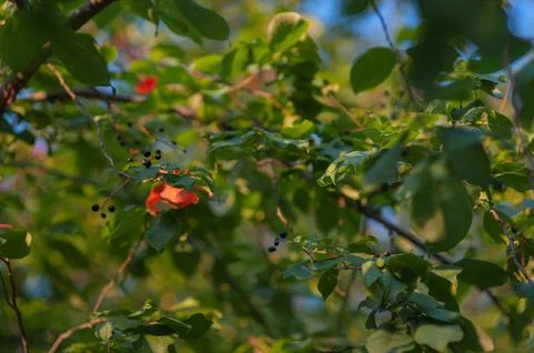 Autumn apple tree in the rays of the setting sun. autumn apple tree at sunset Stock Photos