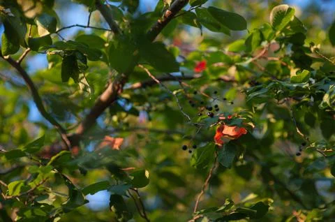 Autumn apple tree in the rays of the setting sun. autumn apple tree at sunset Stock Photos