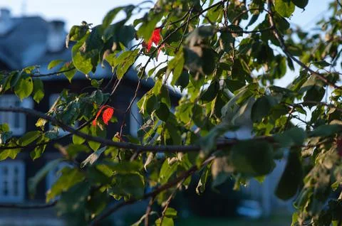 Autumn apple tree in the rays of the setting sun. autumn apple tree at sunset Stock Photos
