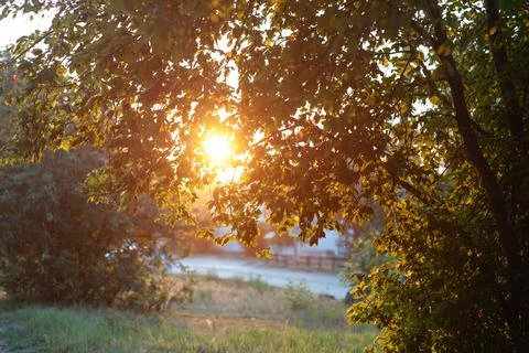 Autumn apple tree in the rays of the setting sun. autumn apple tree at sunset Stock Photos