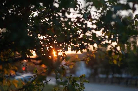 Autumn apple tree in the rays of the setting sun. autumn apple tree at sunset Stock Photos