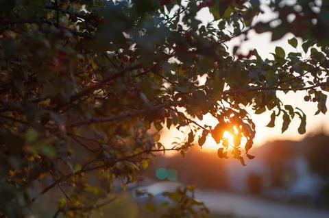 Autumn apple tree in the rays of the setting sun. autumn apple tree at sunset Stock Photos
