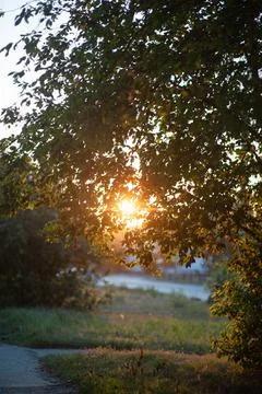 Autumn apple tree in the rays of the setting sun. autumn apple tree at sunset Stock Photos